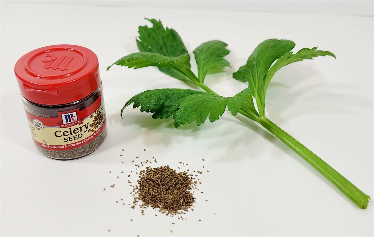 Growing Celery Hydroponically
